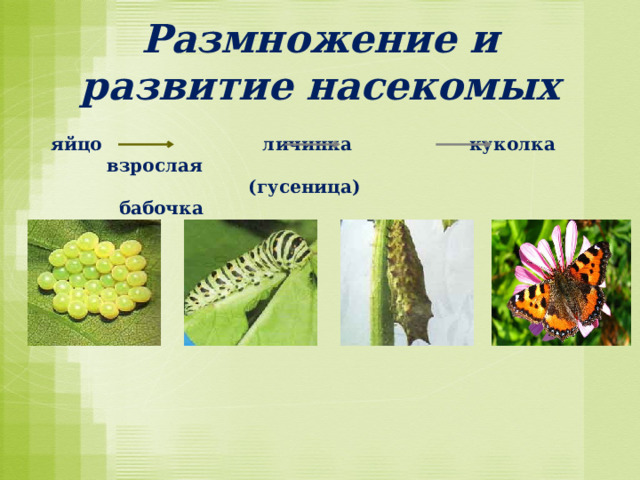 Размножение и развитие насекомых    яйцо личинка куколка взрослая  (гусеница) бабочка 