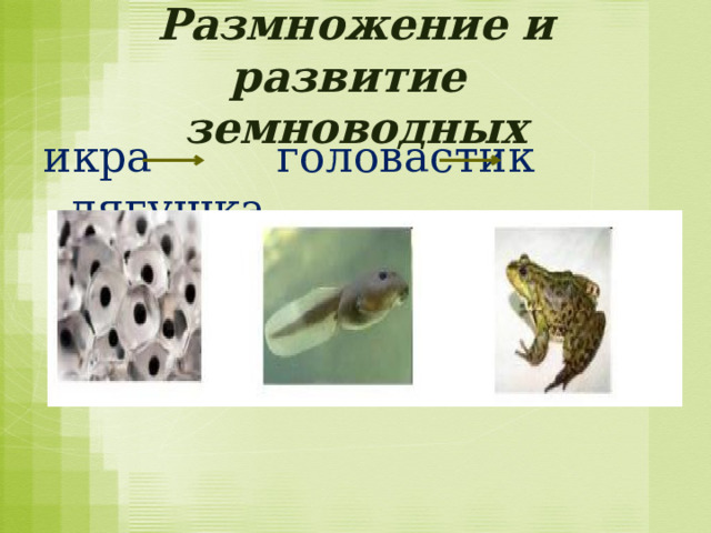 Размножение и развитие  земноводных икра головастик лягушка 