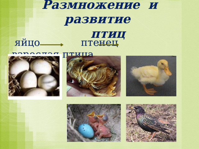  Размножение и развитие  птиц  яйцо птенец взрослая птица 