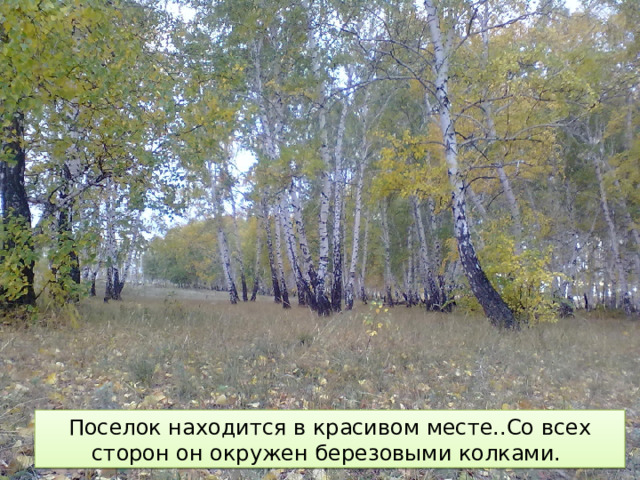 Поселок находится в красивом месте..Со всех сторон он окружен березовыми колками. 