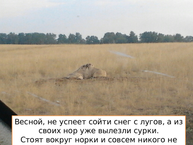 Весной, не успеет сойти снег с лугов, а из своих нор уже вылезли сурки. Стоят вокруг норки и совсем никого не боятся. 