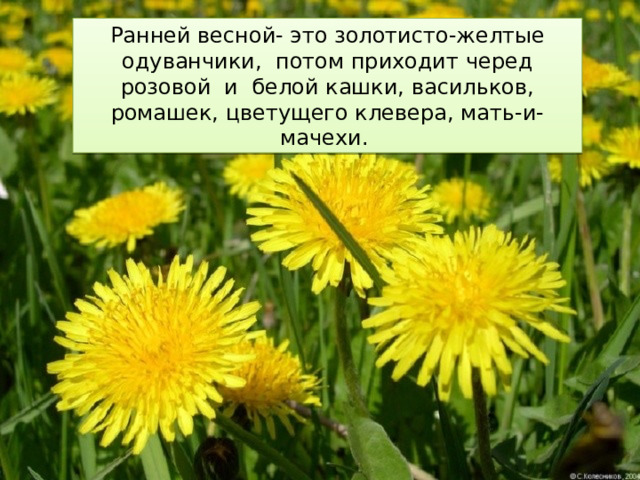 Ранней весной- это золотисто-желтые одуванчики, потом приходит черед розовой и белой кашки, васильков, ромашек, цветущего клевера, мать-и-мачехи. 