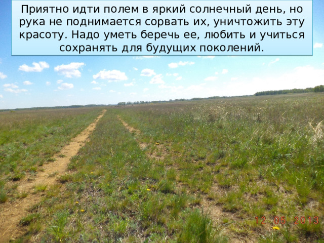 Приятно идти полем в яркий солнечный день, но рука не поднимается сорвать их, уничтожить эту красоту. Надо уметь беречь ее, любить и учиться сохранять для будущих поколений. 