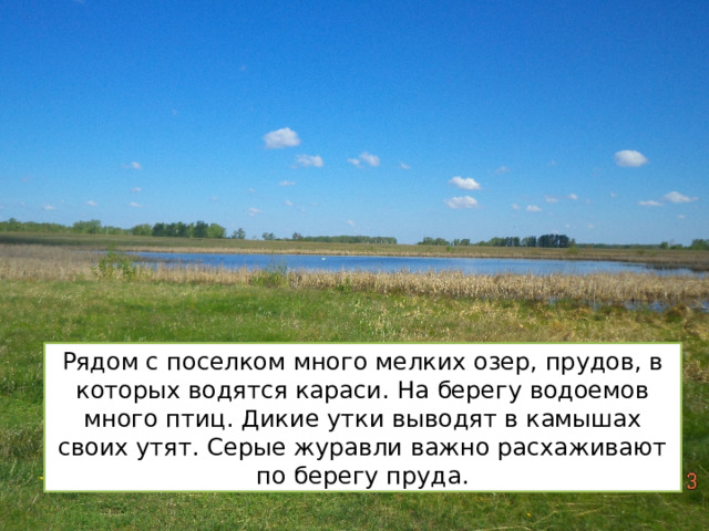 Рядом с поселком много мелких озер, прудов, в которых водятся караси. На берегу водоемов много птиц. Дикие утки выводят в камышах своих утят. Серые журавли важно расхаживают по берегу пруда. 