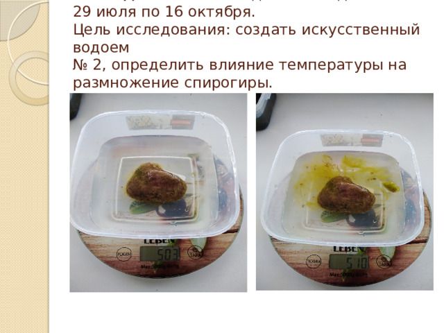 Исследование № 3  – дата исследования с 29 июля по 16 октября.  Цель исследования: создать искусственный водоем  № 2, определить влияние температуры на размножение спирогиры.   