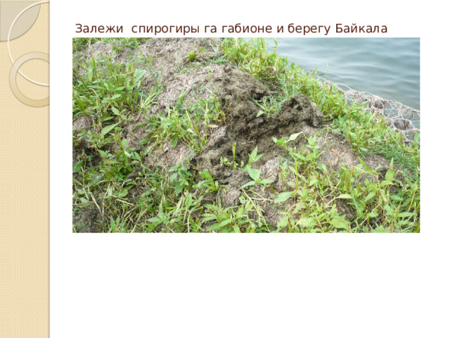 Залежи спирогиры га габионе и берегу Байкала 
