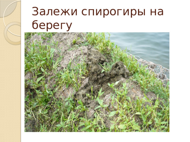 Залежи спирогиры на берегу 