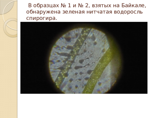  В образцах № 1 и № 2, взятых на Байкале, обнаружена зеленая нитчатая водоросль спирогира.   