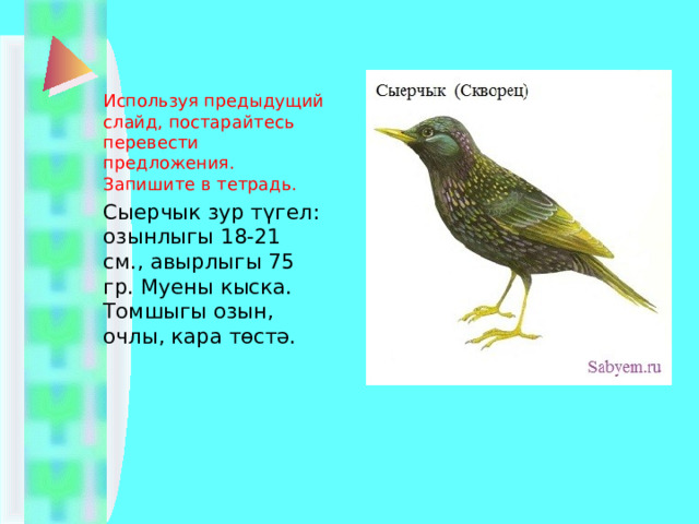 Используя предыдущий слайд, постарайтесь перевести предложения. Запишите в тетрадь. Сыерчык зур түгел: озынлыгы 18-21 см., авырлыгы 75 гр. Муены кыска. Томшыгы озын, очлы, кара төстә.   