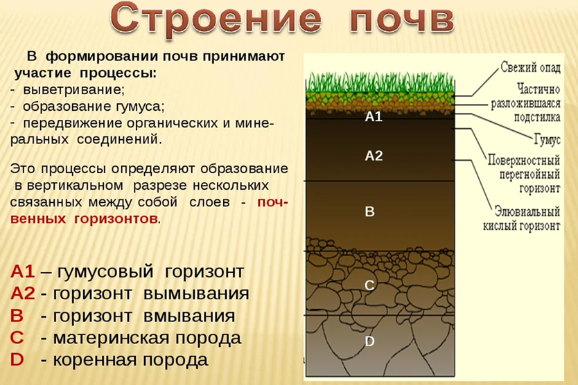 Из чего состоит почва картинка