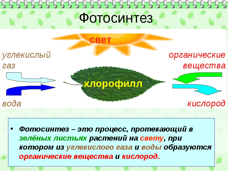 Фотосинтез простыми словами 5 класс. Фотосинтез. Фотосинтез это в биологии. Процесс фотосинтеза. Фотосинтез кратко.