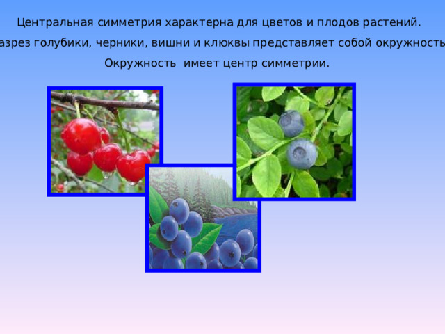 Центральная симметрия характерна для цветов и плодов растений.  Разрез голубики, черники, вишни и клюквы представляет собой окружность.  Окружность имеет центр симметрии. 