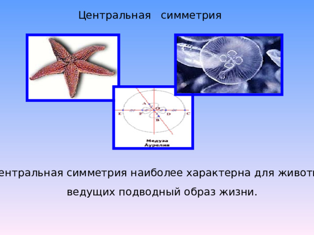  Центральная симметрия Центральная симметрия наиболее характерна для животных, ведущих подводный образ жизни. 