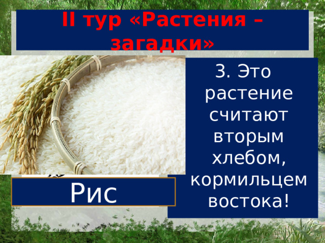 II тур «Растения – загадки» 3. Это растение считают вторым хлебом, кормильцем востока! Рис 