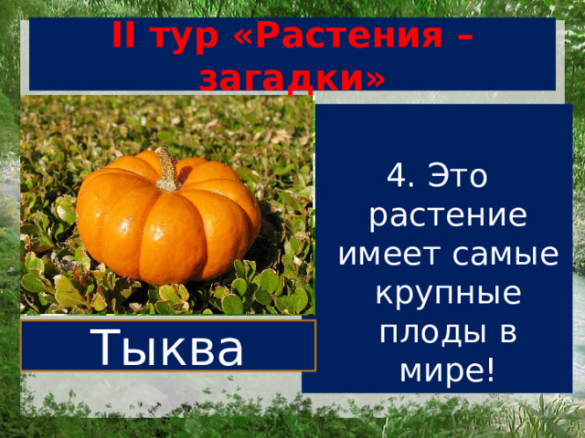 II тур «Растения – загадки» 4. Это растение имеет самые крупные плоды в мире! Тыква 