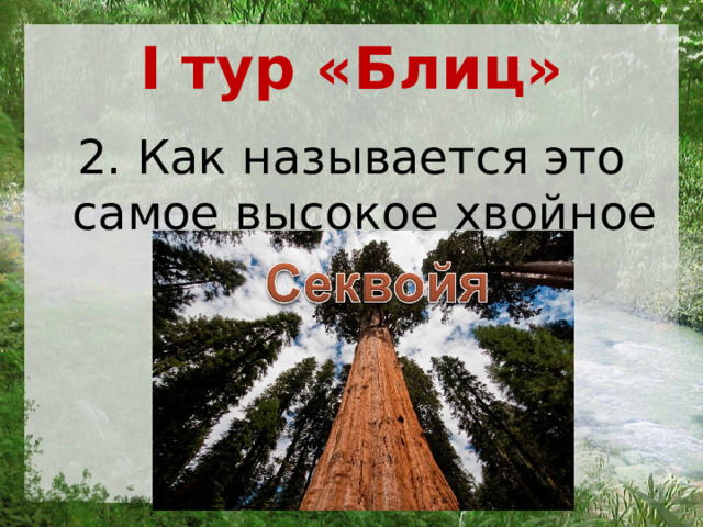 I тур «Блиц» 2. Как называется это самое высокое хвойное растение?  