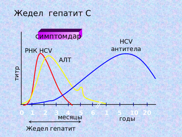 титр Жедел гепатит С симптомдар HCV антитела РНК HCV  A Л T 3 2 0 20 10 5 1 6 5 1 4 месяцы годы Жедел гепатит 
