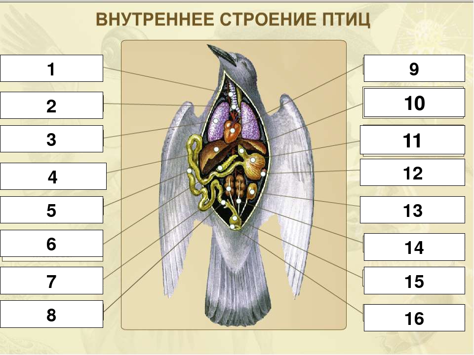 Внутреннее строение птицы рисунок