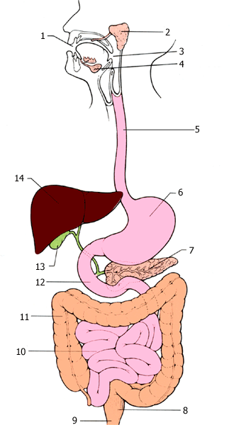Орган пищеварительной системы рисунок