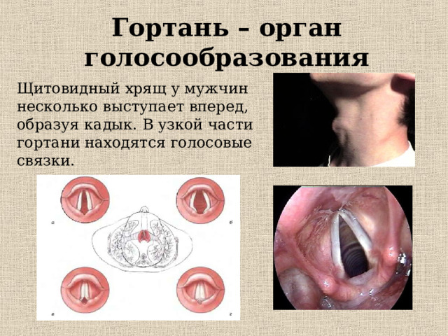 Гортань – орган голосообразования Щитовидный хрящ у мужчин несколько выступает вперед, образуя кадык. В узкой части гортани находятся голосовые связки. 