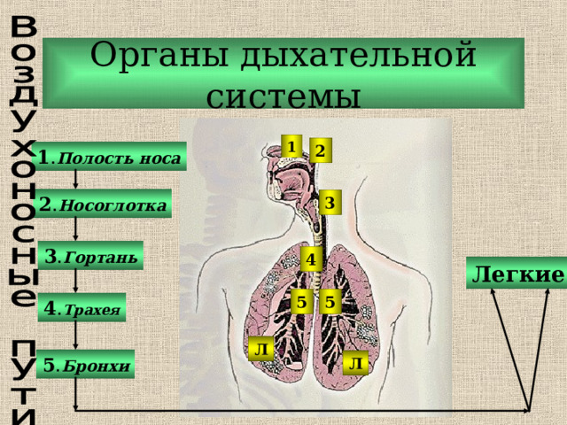 Органы дыхательной системы 1 2 1 . Полость носа 2 . Носоглотка 3 3 . Гортань 4 Легкие 5 5 4 . Трахея Л 5 . Бронхи Л  