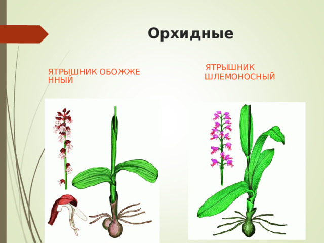  Орхидные    ЯТРЫШНИК ШЛЕМОНОСНЫЙ ЯТРЫШНИК ОБОЖЖЕННЫЙ 