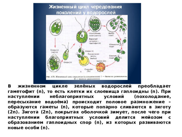 В жизненном цикле зелёных водорослей преобладает гаметофит (n), то есть клетки их слоевища гаплоидны (n). При наступлении неблагоприятных условий (похолодание, пересыхание водоёма) происходит половое размножение – образуются гаметы (n), которые попарно сливаются в зиготу (2n). Зигота (2n), покрытая оболочкой зимует, после чего при наступлении благоприятных условий делится мейозом с образованием гаплоидных спор (n), из которых развиваются новые особи (n). 