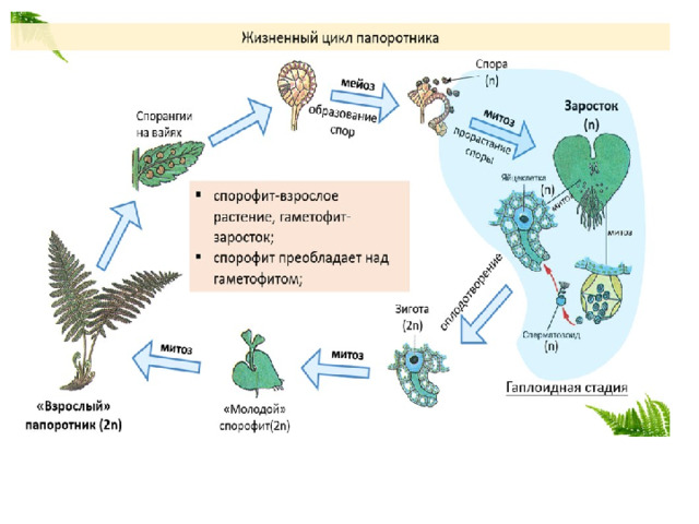 Цикл папоротника спорофит