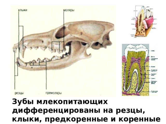 Зубы млекопитающих дифференцированы на резцы, клыки, предкоренные и коренные 
