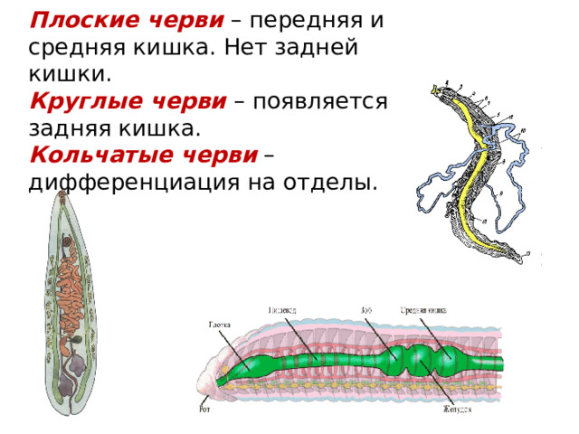 Плоские черви – передняя и средняя кишка. Нет задней кишки.  Круглые черви – появляется задняя кишка.  Кольчатые черви – дифференциация на отделы. 