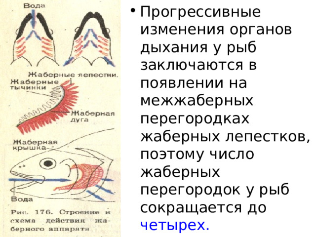 Прогрессивные изменения органов дыхания у рыб заключаются в появлении на межжаберных перегородках жаберных лепестков, поэтому число жаберных перегородок у рыб сокращается до четырех.  