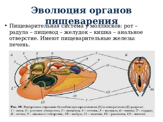Эволюция органов пищеварения Пищеварительная система у моллюсков: рот – радула – пищевод – желудок – кишка – анальное отверстие. Имеют пищеварительные железы: печень. 