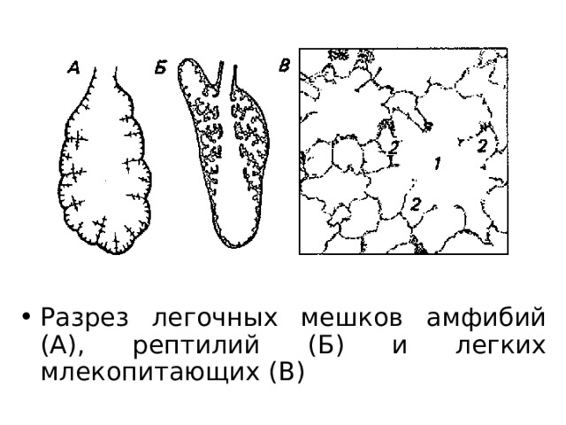 Разрез легочных мешков амфибий (А), рептилий (Б) и легких млекопитающих (В) 