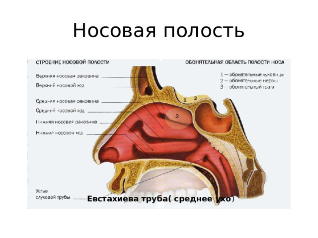 Носовая полость Евстахиева труба( среднее ухо ) 