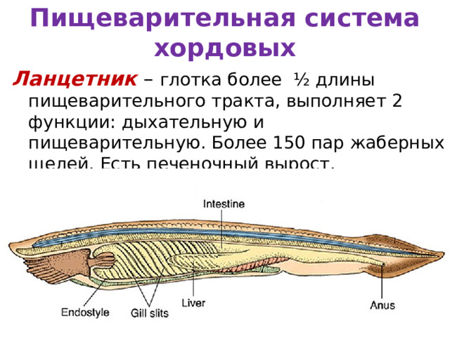 Пищеварительная система хордовых Ланцетник – глотка более ½ длины пищеварительного тракта, выполняет 2 функции: дыхательную и пищеварительную. Более 150 пар жаберных щелей. Есть печеночный вырост. 