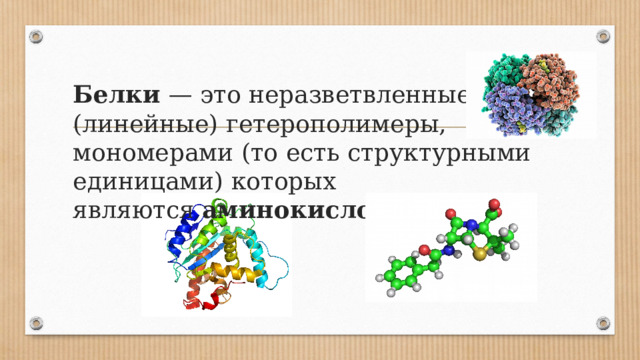 Белки  — это неразветвленные (линейные) гетерополимеры, мономерами (то есть структурными единицами) которых являются  аминокислоты . 