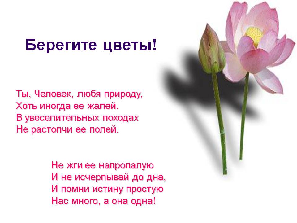 Дикий цветок текст. Сема мишин тишина. Сема мишин. Дикий цветок текст. Дикий цветок текст.