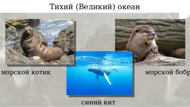 Тихий (Великий) океан морской котик морской бобр синий кит 