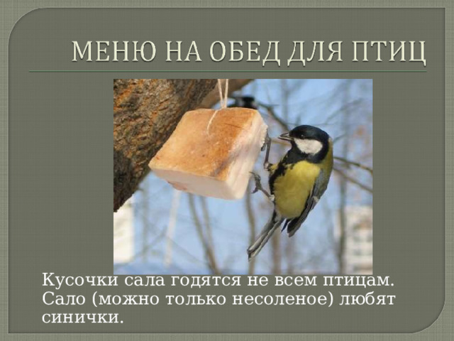 Кусочки сала годятся не всем птицам. Сало (можно только несоленое) любят синички. 