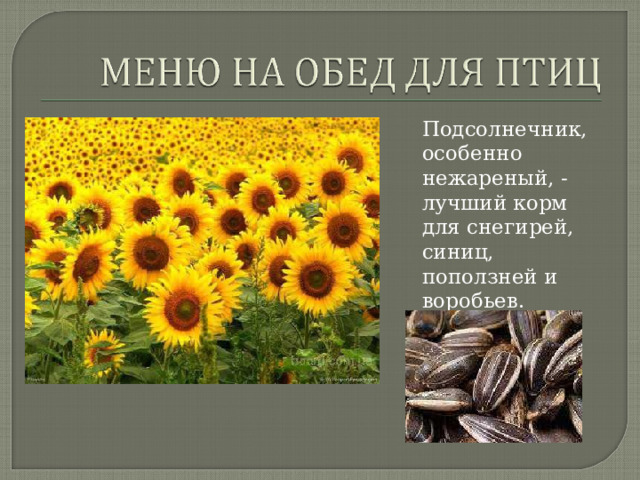 Подсолнечник, особенно нежареный, - лучший корм для снегирей, синиц, поползней и воробьев. 