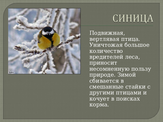 Подвижная, вертлявая птица. Уничтожая большое количество вредителей леса, приносит несомненную пользу природе. Зимой сбивается в смешанные стайки с другими птицами и кочует в поисках корма. 