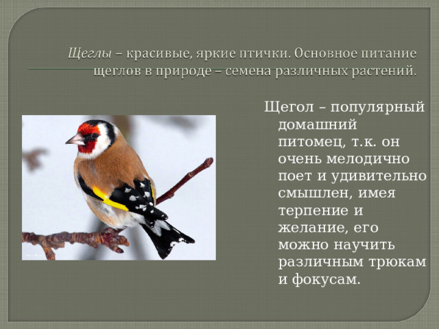 Щегол – популярный домашний питомец, т.к. он очень мелодично поет и удивительно смышлен, имея терпение и желание, его можно научить различным трюкам и фокусам. 
