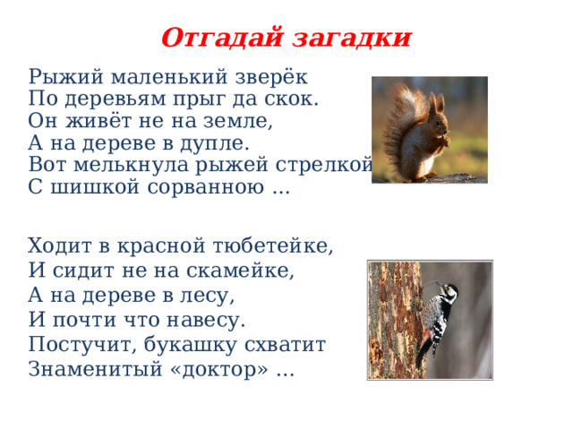 Отгадай загадки Рыжий маленький зверёк  По деревьям прыг да скок.  Он живёт не на земле,  А на дереве в дупле. Вот мелькнула рыжей стрелкой  С шишкой сорванною ... Ходит в красной тюбетейке,  И сидит не на скамейке,  А на дереве в лесу,  И почти что навесу.  Постучит, букашку схватит  Знаменитый «доктор» … 