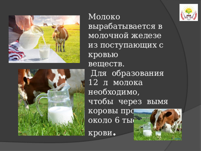 Молоко вырабатывается в молочной железе из поступающих с кровью веществ.  Для образования 12 л молока необходимо, чтобы через вымя коровы прошло около 6 тыс. л крови .  