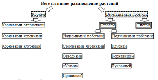 Примеры способов размножения растений