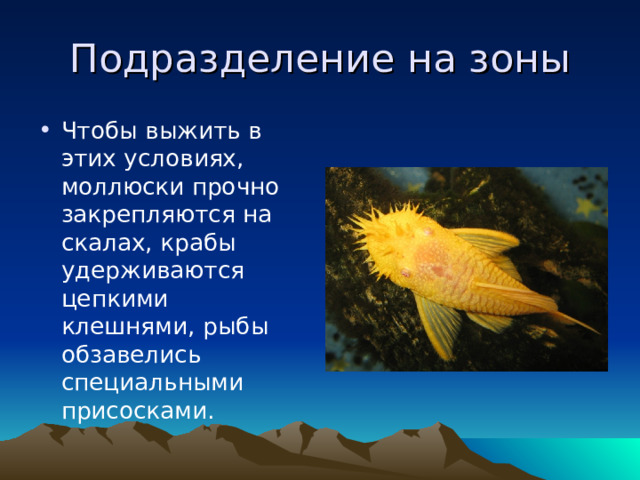 Подразделение на зоны Чтобы выжить в этих условиях, моллюски прочно закрепляются на скалах, крабы удерживаются цепкими клешнями, рыбы обзавелись специальными присосками.  