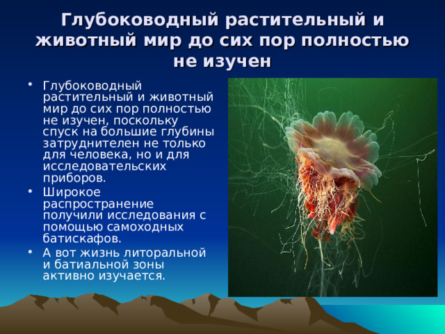 Глубоководный растительный и животный мир до сих пор полностью не изучен Глубоководный растительный и животный мир до сих пор полностью не изучен, поскольку спуск на большие глубины затруднителен не только для человека, но и для исследовательских приборов. Широкое распространение получили исследования с помощью самоходных батискафов. А вот жизнь литоральной и батиальной зоны активно изучается. 