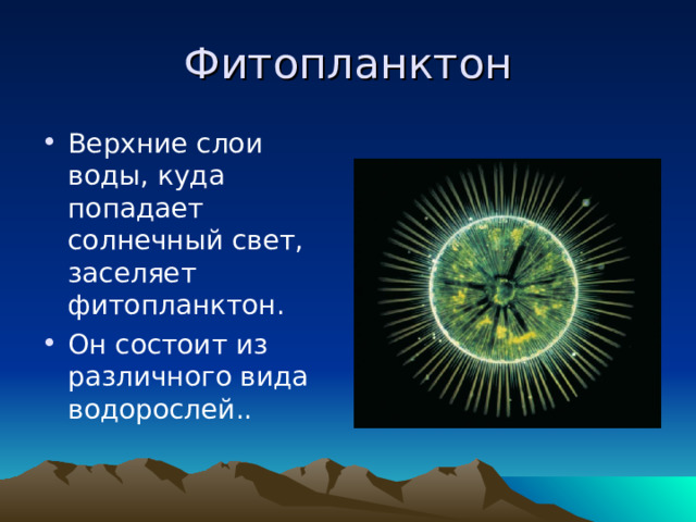 Фитопланктон Верхние слои воды, куда попадает солнечный свет, заселяет фитопланктон. Он состоит из различного вида водорослей..  