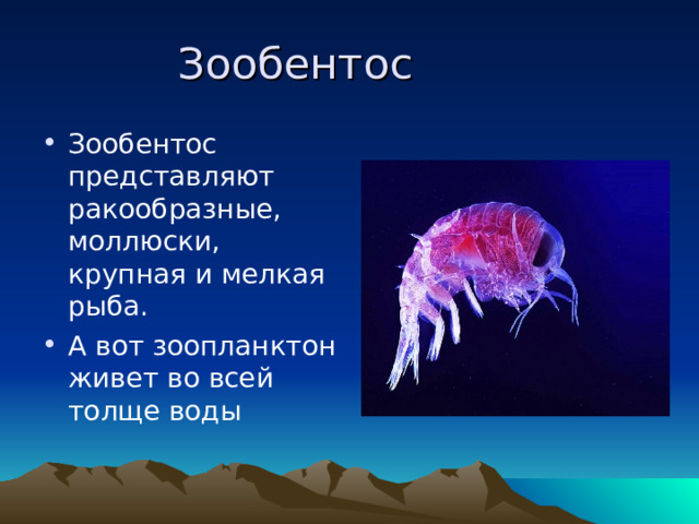 Зообентос Зообентос представляют ракообразные, моллюски, крупная и мелкая рыба. А вот зоопланктон живет во всей толще воды 