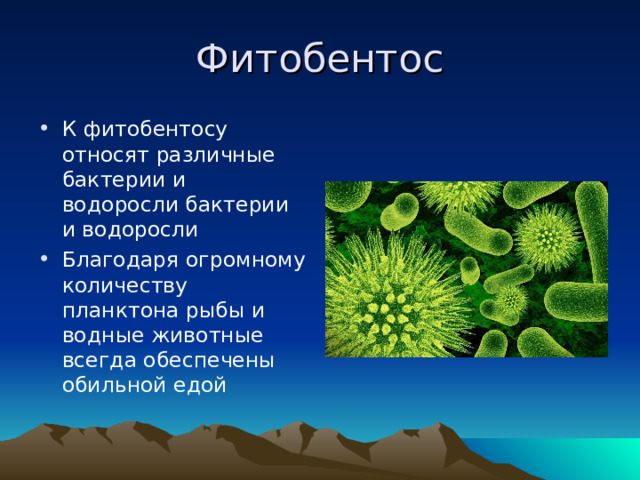 Фитобентос К фитобентосу относят различные бактерии и водоросли бактерии и водоросли Благодаря огромному количеству планктона рыбы и водные животные всегда обеспечены обильной едой   